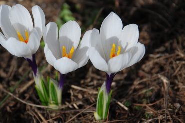 Crocus