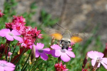 La farfalla colibrì