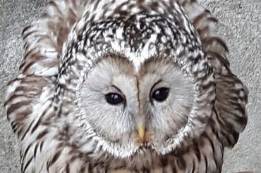 Serata per i notturni