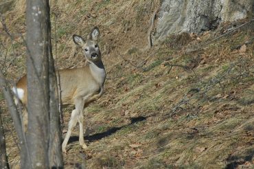 Il capriolo di Serre da Bouc