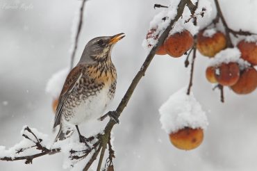 Ciaciare e ciak ciak