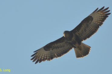 Chi mi ha rubato la gallina?