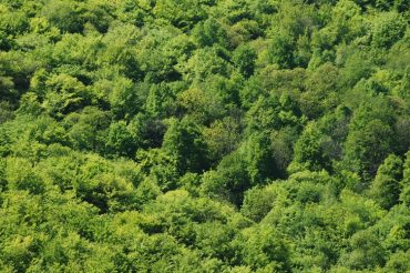 Boschi in Val Chisone