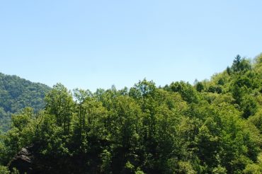 Boschi in Val Chisone