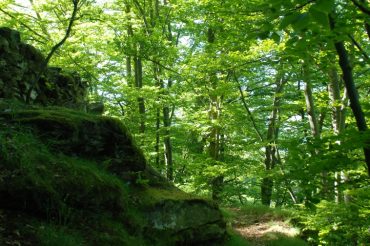 Boschi in Val Chisone