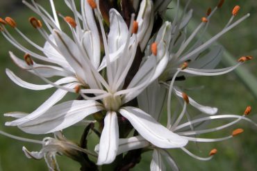 Gigli in Val Chisone