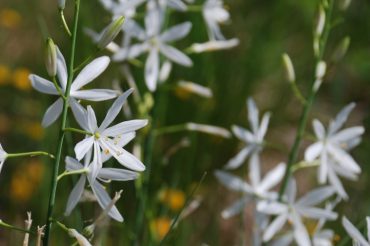 Gigli in Val Chisone