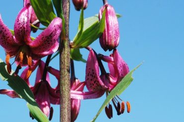 Gigli in Val Chisone