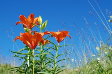 Gigli in Val Chisone