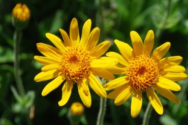 Il fiore dei ‘bubù’
