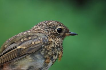 Il pettirosso e la cavolaia