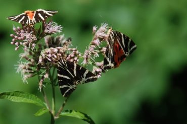 La farfalla triangolo