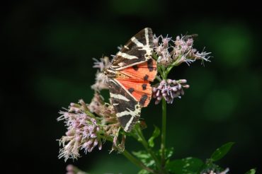 La farfalla triangolo