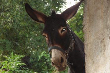 Un asino, un cavallo e due cani…