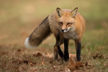 Incontro ravvicinato