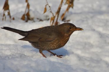I Giorni della Merla