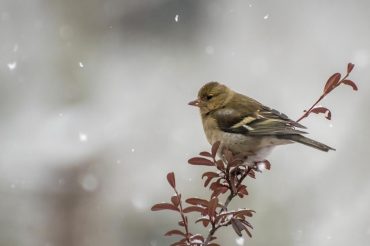 Il fringuello e la sua bella