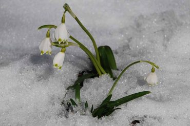 Suono di campanellino