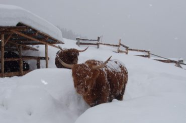 Cosa fanno le Fantine in inverno?