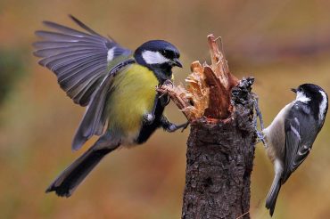 L’anima della primavera