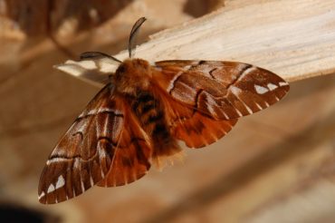 Il bombice variegato