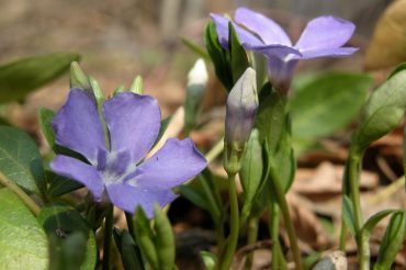 Le pervinche di Villa Agnelli