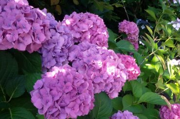 Il giardino di Piera