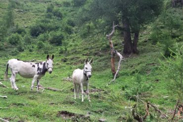 Imparare dagli asini