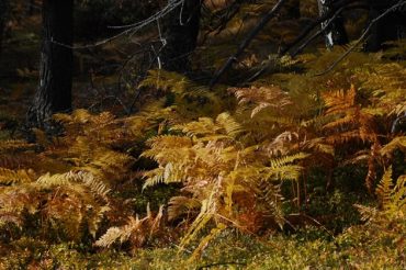 Autunno in Val Chisone