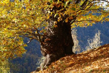 La Civiltà delle Castagne