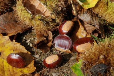 La Civiltà delle Castagne
