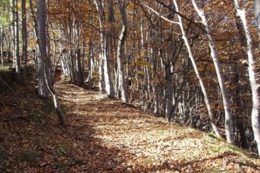 La tomba della volpe