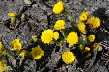 Tussilago