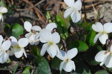 Viole bianche