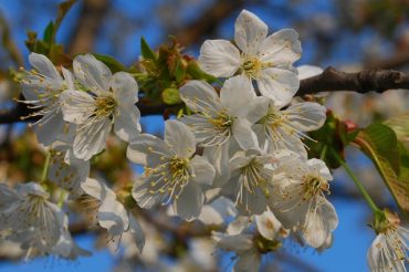 Ciliegi in fiore