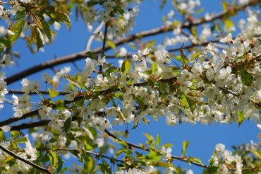 Ciliegi in fiore