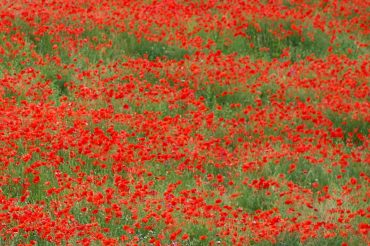 Festa della Liberazione