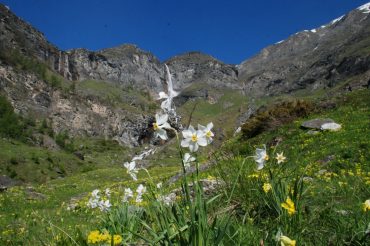 Ometto, gnomo o folletto?