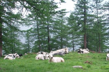 Le mucche e la bambina