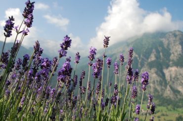 La Montagna della Lavanda