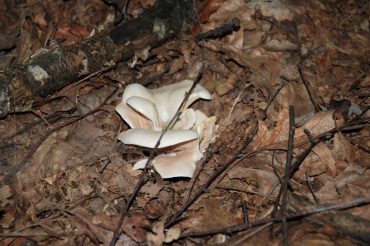 ‘Bulei’ – Funghi