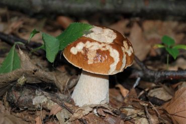 ‘Bulei’ – Funghi