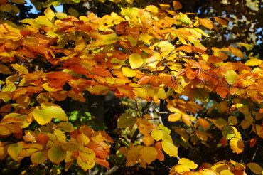 Sinfonia d’autunno