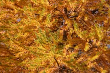 Sinfonia d’autunno