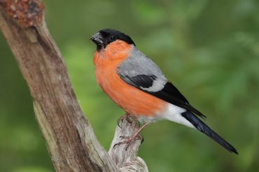 Invisibile rosso vivace