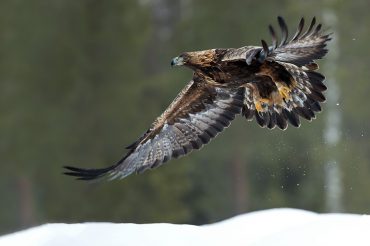 Volevo raccontare di neve…