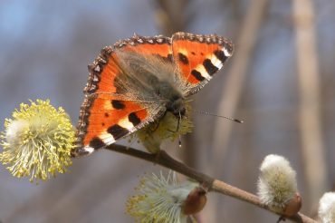 La firma del ‘vermaccio’
