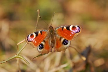 La firma del ‘vermaccio’