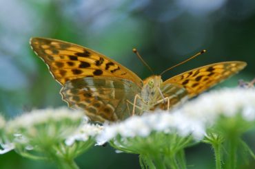 Le valli grigio verde
