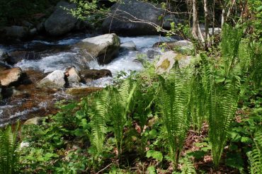Acqua e penne di struzzo